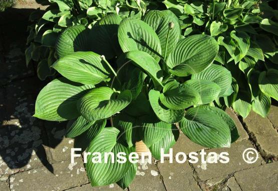 Hosta Biggie